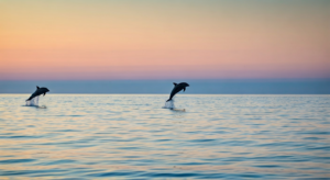 Sennik delfin – jakie znaczenie ma sen o delfinie dla Twojego życia?